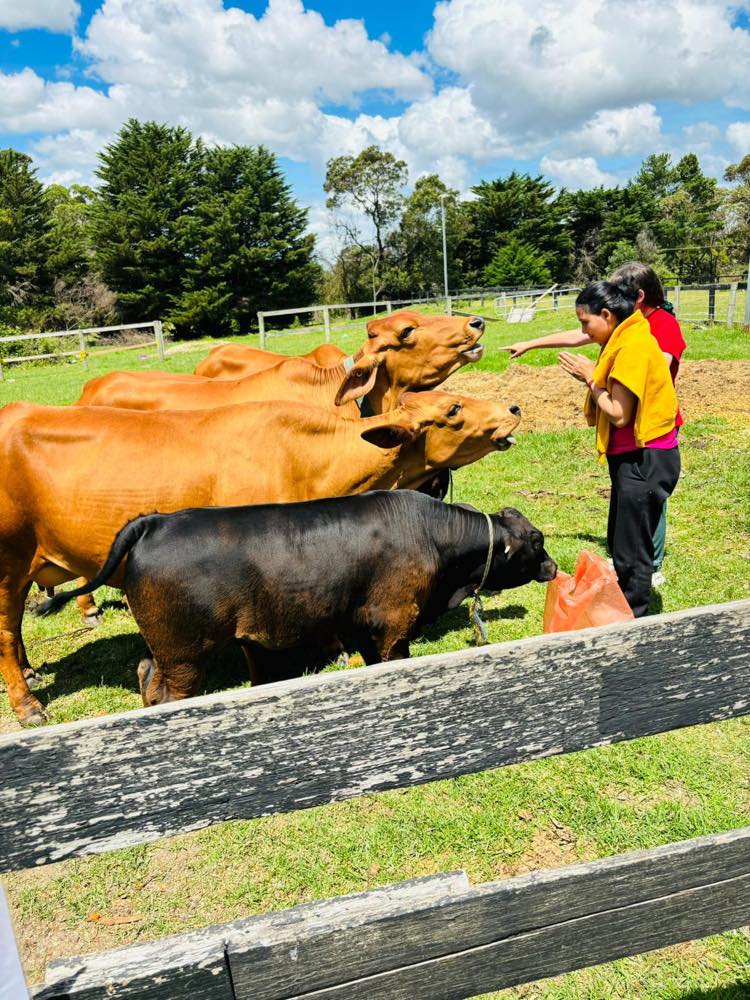A participant feeding cattle in a paddock on a sunny day.