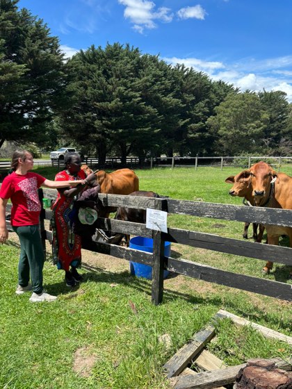 Participants at a farm fence on a sunny day, meeting the cattle.